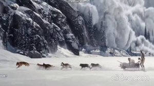 Собаки спасают людей