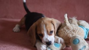 Щенок бигля, питомник биглей "Alpine Flowers"