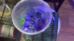 Часть 20 | Добавил кораллы ? из фраговика | Морской аквариум на тонну