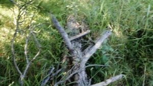 Рыжики и другие грибы. Прогулка моя лесная.