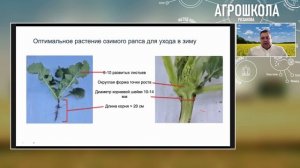 Озимый рапс - технологии возделывания от экспертов АКР и Bayer