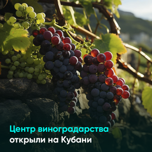 Центр виноградарства открыли на Кубани