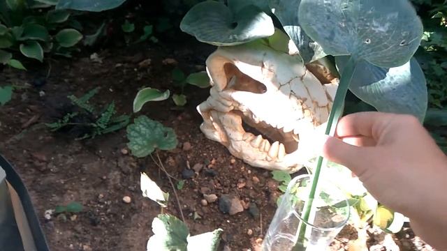 Черенкуем хосту смотреть онлайн