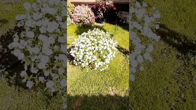 вегетативная петуния Blanket White смотреть онлайн