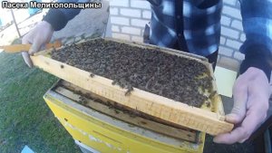 Злая пчела Карника такое бывает