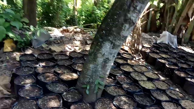 Dikala panen katak,tanam jae dan jg tanam vanili смотреть онлайн