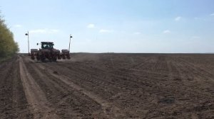 Правильный посев кукурузы - шаг к богатому урожаю