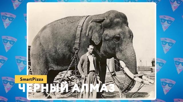 Самый Большой Слон в Мире Больше Трехэтажного Дома смотреть онлайн