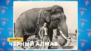 Самый Большой Слон в Мире Больше Трехэтажного Дома