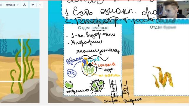 Ботаника. Водоросли | Биология ЕГЭ