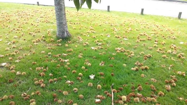 Каштан съедобный смотреть онлайн