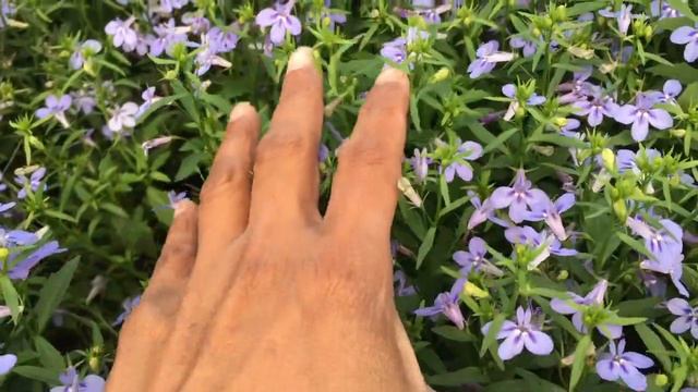 Shop With Me at LOWES SPRING FLING - Houseplants, Garden Plants & Tropicals смотреть онлайн