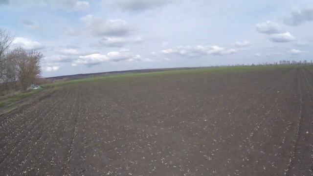 Всходы озимых чеснока и бульбочки 13 апреля 2019
