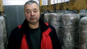 Увлажение вешенки. Опыт грибного совхоза