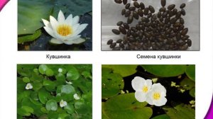 Размножение и развитие растений