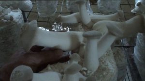 Эринги/плодоношение на Фунготерре