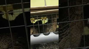 Перепёлки поёт песни