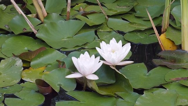 Парк-отель Байдары смотреть онлайн