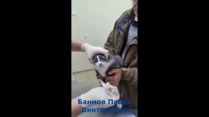 Принудительное кормление кошки при помощи шприца