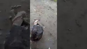 Цыганские разборки