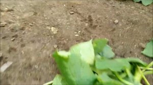 СКОЛЬКО НАДО ОБРЕЗАТЬ ЛИСТЬЕВ НА ОГУРЦАХ!