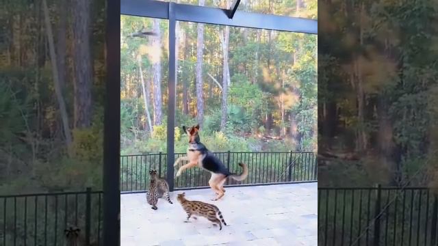 funny cats dog vs squirrel #cat #cute #dog #squirrel #funnyanimals