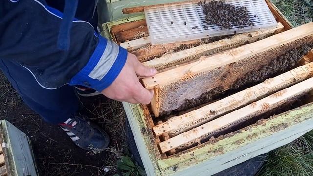 пасека 14 октября 2019 собираю в зиму на трех корпусах 145 смотреть онлайн