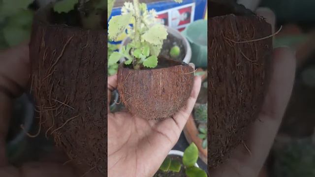 Ajwaain plant in coconut shell/carom seed, bishop's weed, and ajowan caraway plant ओव्याचे झाड