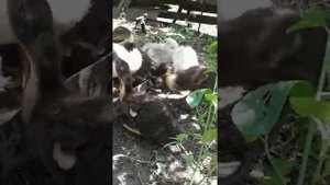 Гусята украинской серой породы/Башкирские утята/ Цыплята/Брудер. 31.05.2018 г.