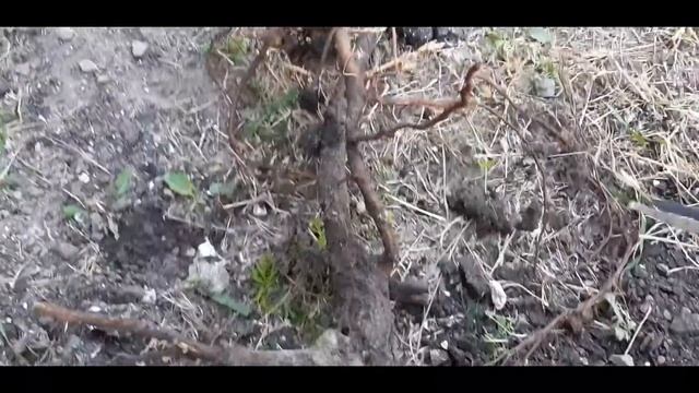 Учимся сажать деревья. Ирга. Как правильно подготовить посадочную яму. смотреть онлайн