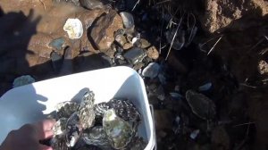 морские устрицы. как открыть устрицу. море после шторма. сбор мидии