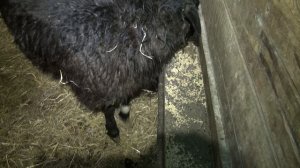 Курдючные БАРАНЫ.