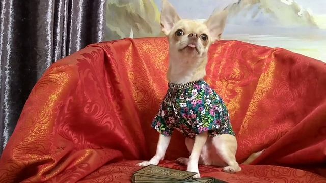 Тайная жизнь домашних животных. Макар чихуахуа читает книги! Говорящая собака блогер. Гадание смотреть онлайн