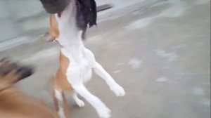 Тренируем силу укуса и челюсть Бойцового Ам стаффа учимся висеть training dog amstaff