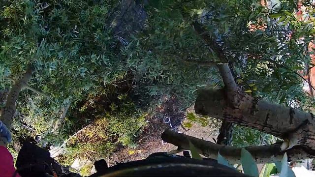 Две большие ивы с наклоном на крышу | Two large willow trees with a slope on the roof смотреть онлайн