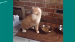 самые смишные приколы про катят