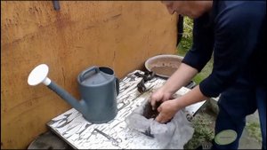 Нимфея в саду. Посадка, уход. Организация пруда с минимальными затратами. Видищев Геннадий