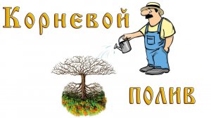 Корневой полив в теплице.