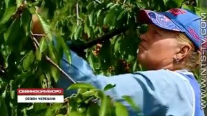 03.06.2018 В совхозе «Качинский+» за утро собрали 6 тонн черешни