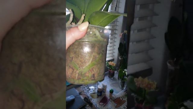 пополнение в нашей орхидейнoй семье - розовая красота !!! 🌸🌸🌸🌹🌹🌹 смотреть онлайн