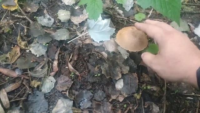 Подберезовик жестковатый великан, его братья и немного ТСЖ! 27 августа 2021 года!