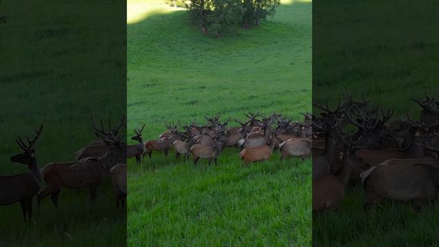 Алтайский марал #катонкарагай #восточныйказахстан смотреть онлайн