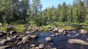 Людмила Зыкина Спелый цвет косы березовой