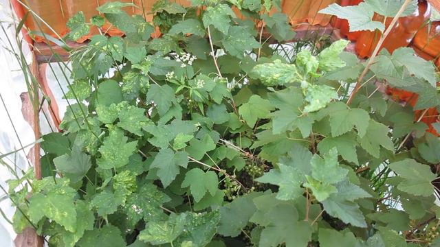 Разгоняем смородину смотреть онлайн