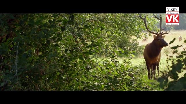 Стихи о любви «Я пью «Люблю» из губ твоих, хмелея» Златы Литвиновой, читает Виктор Корженевский смотреть онлайн