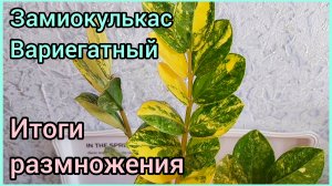 #ЗАМИОКУЛЬКАС Вариегатный🌿Подвожу итоги🌿 #размножение ❤️ #цветы #растения #суккуленты #ароидные