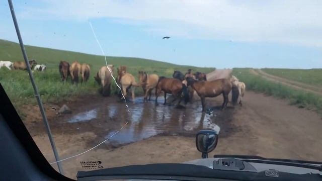 Монгольские лошади