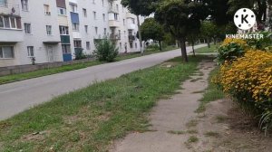 Рудбекия трилоба