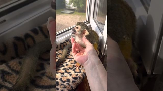 Очень страшные птицы летают#беличийсаймири#саймири#monkeys #обезьянавдоме #обезьяны#