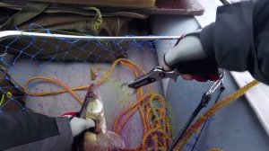 Судак на китайский силикон - Рыбалка на судака